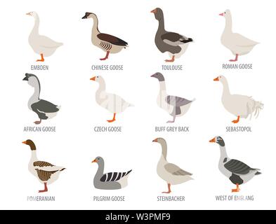 Poultry farming. Goose breeds icon set. Flat design. Vector illustration Stock Vector