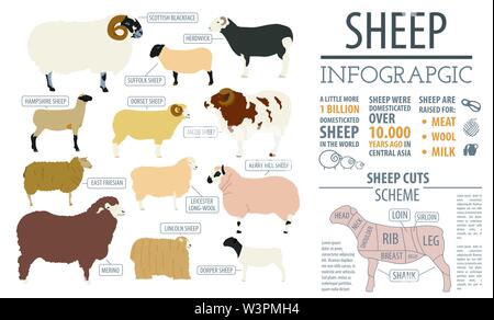 Sheep Breed Infographic Template. Farm Animal. Flat Design. Vector ...