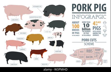 Pigs, hogs breed infographic template. Flat design. Vector illustration ...