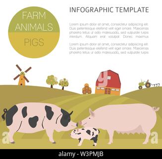 Pig farming infographic template. Hog, sow, pig family. Flat design ...