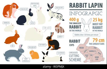Rabbit, lapin breed infographic template. Flat design. Vector illustration Stock Vector