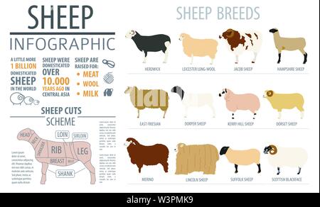 Sheep breed infographic template. Farm animal. Flat design. Vector illustration Stock Vector