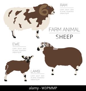 Sheep farming infographic template. Ram, ewe, lamb family. Flat design. Vector illustration Stock Vector