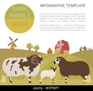 Sheep farming infographic template. Ram, ewe, lamb family. Flat design. Vector illustration Stock Vector