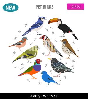 Pet birds collection,  breeds icon set flat style isolated on white.  Create own infographic about pets. Vector illustration Stock Vector