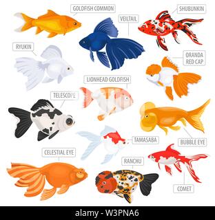 Freshwater aquarium fishes breeds icon set flat style isolated on white. Goldfish. Create own infographic about pets. Vector illustration Stock Vector