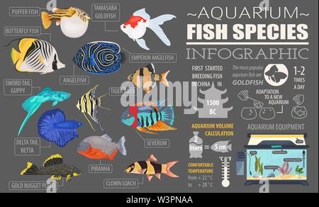 Freshwater aquarium fish breeds infographic, icon set flat style isolated on white. Vector illustration Stock Vector