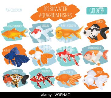 Freshwater aquarium fishes breeds icon set flat style isolated on white. Goldfish. Create own infographic about pets. Vector illustration Stock Vector