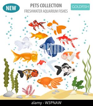Freshwater aquarium fishes breeds icon set flat style isolated on white. Goldfish. Create own infographic about pets. Vector illustration Stock Vector