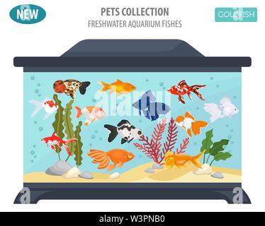 Freshwater aquarium fishes breeds icon set flat style isolated on white. Goldfish. Create own infographic about pets. Vector illustration Stock Vector