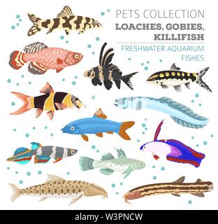 Freshwater aquarium fishes breeds icon set flat style isolated on white. Loaches, gobies, killifishes. Create own infographic about pets. Vector illus Stock Vector