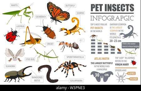 Pet insects breeds icon set flat style isolated on white. House keeping bugs, beetles, sticks, spiders and other collection. Create own infographic ab Stock Vector