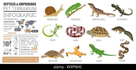 Pet reptiles and amphibians icon set flat style isolated on white. House keeping this animals collection. Create own infographic about pets. Vector il Stock Vector
