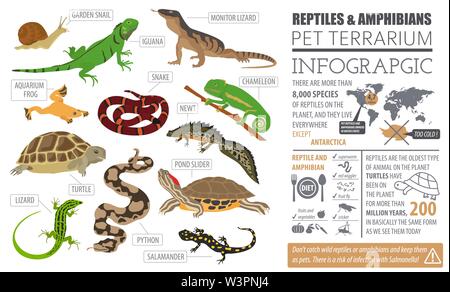 Pet reptiles and amphibians icon set flat style isolated on white. House keeping this animals collection. Create own infographic about pets. Vector il Stock Vector