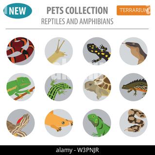 Pet reptiles and amphibians icon set flat style isolated on white. House keeping this animals collection. Create own infographic about pets. Vector il Stock Vector