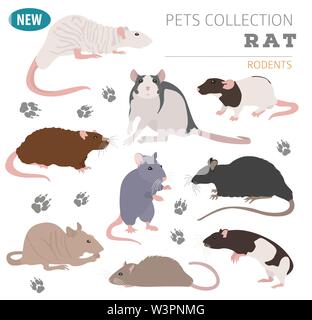 Rat breeds icon set flat style isolated on white. Pet rodents collection. Create own infographic about pets. Vector illustration Stock Vector