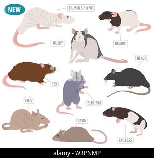 Rat breeds icon set flat style isolated on white. Pet rodents collection. Create own infographic about pets. Vector illustration Stock Vector