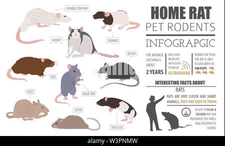 Rat breeds infographic template, icon set flat style isolated. Pet rodents collection. Create own infographic about pets. Vector illustration Stock Vector