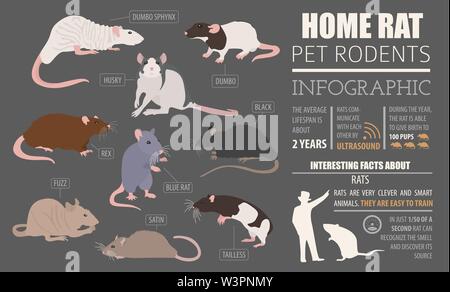 Rat breeds infographic template, icon set flat style isolated. Pet rodents collection. Create own infographic about pets. Vector illustration Stock Vector
