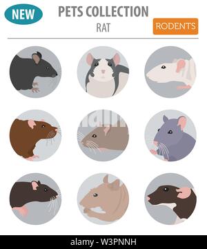 rat-breeds-icon-set-flat-style-isolated-on-white-pet-rodents