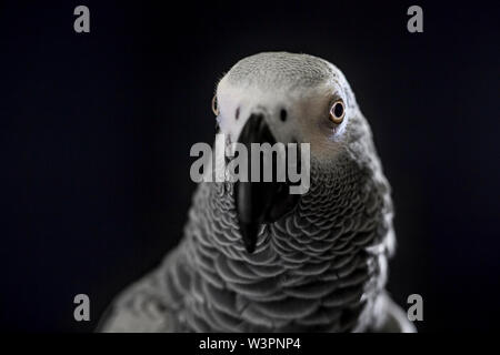 Close up African grey parrot (Psittacus erithacus) head portrait during concentrating on speak by clever repeating talk. Face of intelligent-like bird Stock Photo