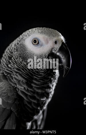 Close up African grey parrot (Psittacus erithacus) head portrait during concentrating on speak by clever repeating talk. Face of intelligent-like bird Stock Photo