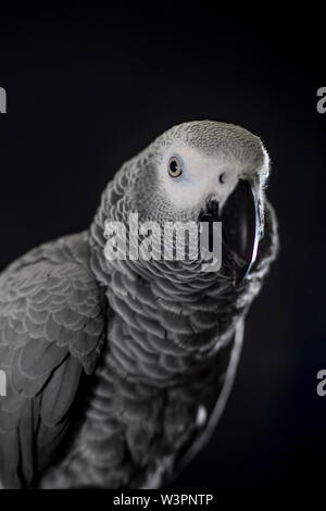 Close up African grey parrot (Psittacus erithacus) head portrait during concentrating on speak by clever repeating talk. Face of intelligent-like bird Stock Photo