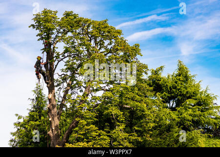 A tree surgeon at work Stock Photo