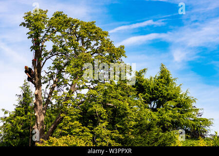 A tree surgeon at work Stock Photo