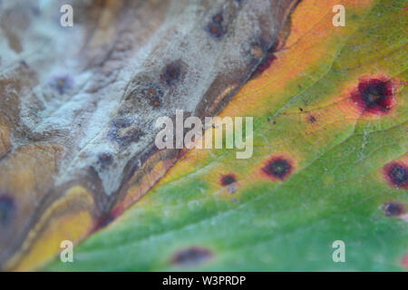 Mycosphaerella fragariae, common spot of strawberry leaf, close up Stock Photo