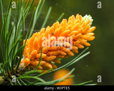 Closeup of a flower on a pine tree branch with a visiting fly and spider Stock Photo