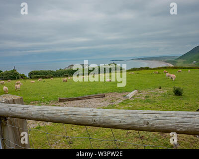 Sheep on the cliff tops overlooking Rhossili Bay Stock Photo