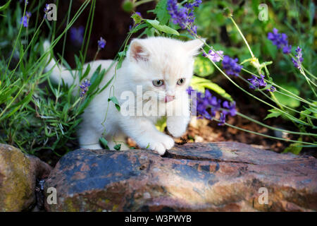 British Shorthair Cat. Male kitten (8 weeks old) exploring the garden. Germany Stock Photo