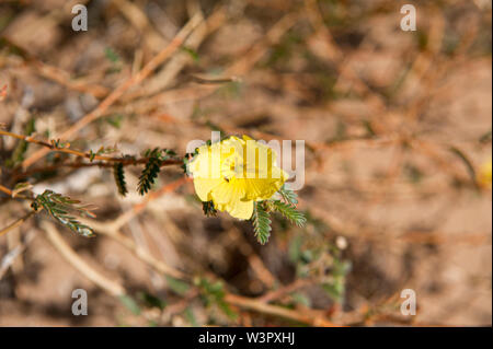 Yellow Mouse-whiskers, (Cleome angustifolia), Cape Cross, Namibia Stock Photo