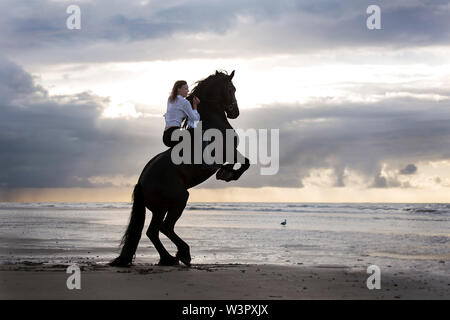 Friesian Horse. Black adult with rider rearing on the beach of the North Sea at sunset. Belgium Stock Photo