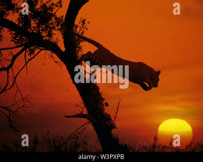 African Leopard (Panthera pardus) descends from a tree. Silhouetted against the setting sun, Kenya Stock Photo