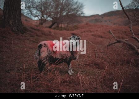 Colorful wide ram standing in a large field Stock Photo