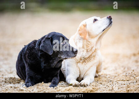 Labrador Retriever. Two adult dogs lying in sand. Germany Stock Photo