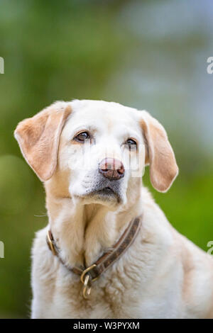 Labrador Retriever. Portrait of adult dog. Germany Stock Photo