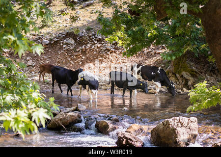 Domestic Cattle. Free-ranging black and white cattle. Group cooling down in a stream. Einfyayla, Turkey