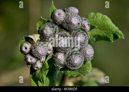 Downy Burdock (Arctium tomentosum). Bundles of closed flower heads at the top of a vigorous plant Stock Photo