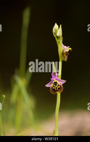 late spider-orchid (Ophrys fuciflora) Photographed in Israel in April Stock Photo