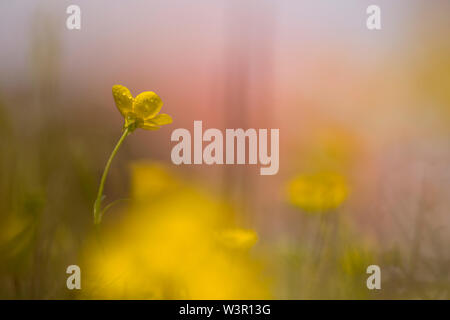 Ranunculus millefolius commonly called Jerusalem Buttercup. Photographed in Israel in April Stock Photo