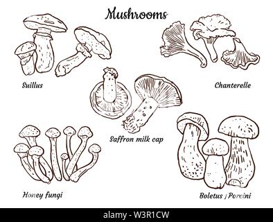 Edible mushrooms : boletus, chanterelles, saffron milk cup, honey fungi, suillus. Hand drawn illustration isolated on white. Seasonal food, packaging Stock Vector