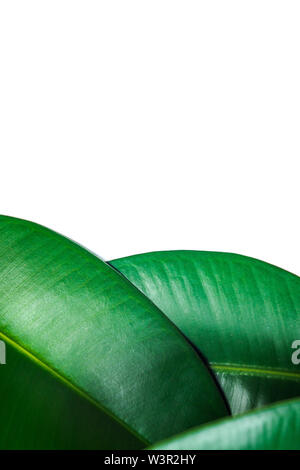 Ficus elastica, rubber fig leafs isolated white background with copy space Stock Photo