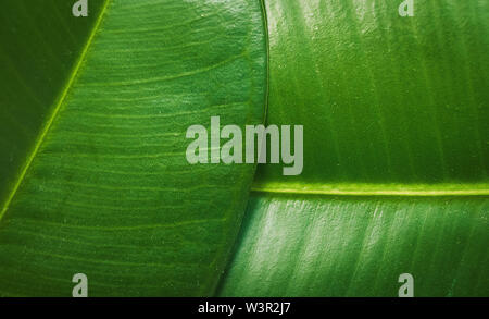 Ficus elastica, rubber fig leafs close up macro detail Stock Photo