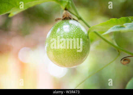 Fresh green passion fruit hang on vine in the garden fruit in summer Stock Photo