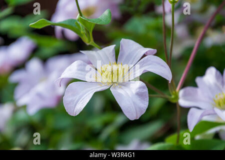 Beautiful white clematis blossom. Background with white flowers Stock Photo