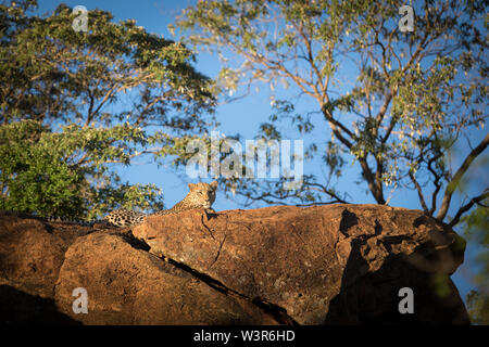 A leopard, Panthera pardus, basks in the morning sun on a large rock in Madikwe Game Reserve, North West, South Africa. Stock Photo