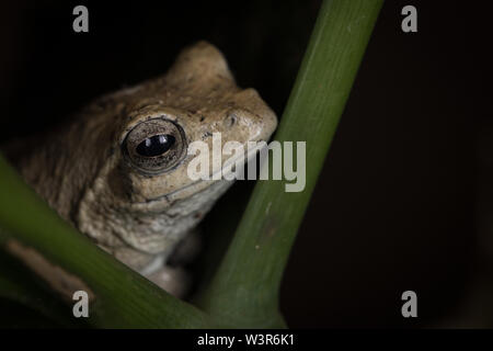 A southern foam nest frog, Chiromantis xerampelina, takes refuge in a cool, shaded plant, Madikwe Game Reserve, North West, South Africa. Stock Photo